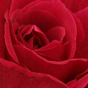 Róże ogrodowe - róża wielkokwiatowa - Hybrid Tea - czerwony  - Rosa  American Home - róża ze średnio intensywnym zapachem - Morey, Jr., Dennison H - Kwiaty mają średnicę 12 cm i są bardzo aromatyczne. Mają kolor aksamitnego karminu i składają się z około 51 płatków. Na pędach położone są zakrzywione kolce czerwone, a później koloru zielonego, ich korona jest ciemnozielona.